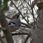 Garrulus glandarius