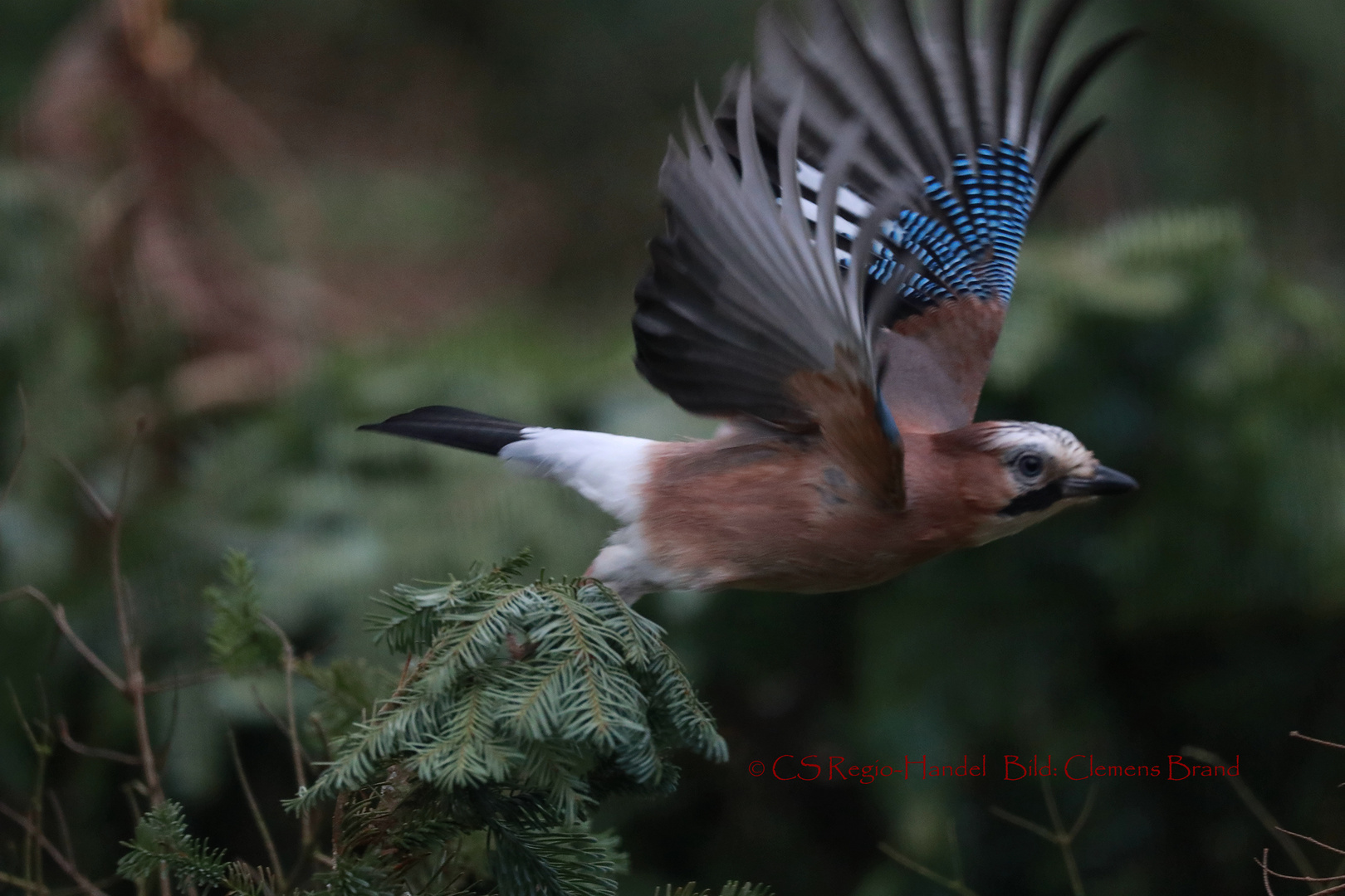 Garrulus glandarius-Airline