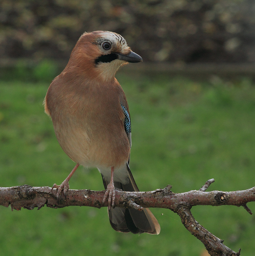 Garrulus glandarius