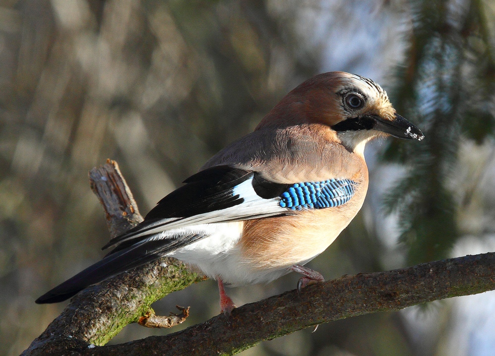 Garrulus glandarius bei Sonnenschein