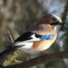 Garrulus glandarius bei Sonnenschein