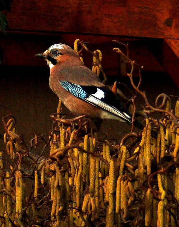 Garrulus glandarius - der Eichelhäher