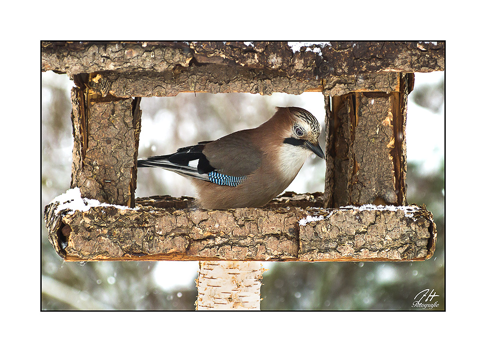 Garrulus glandarius