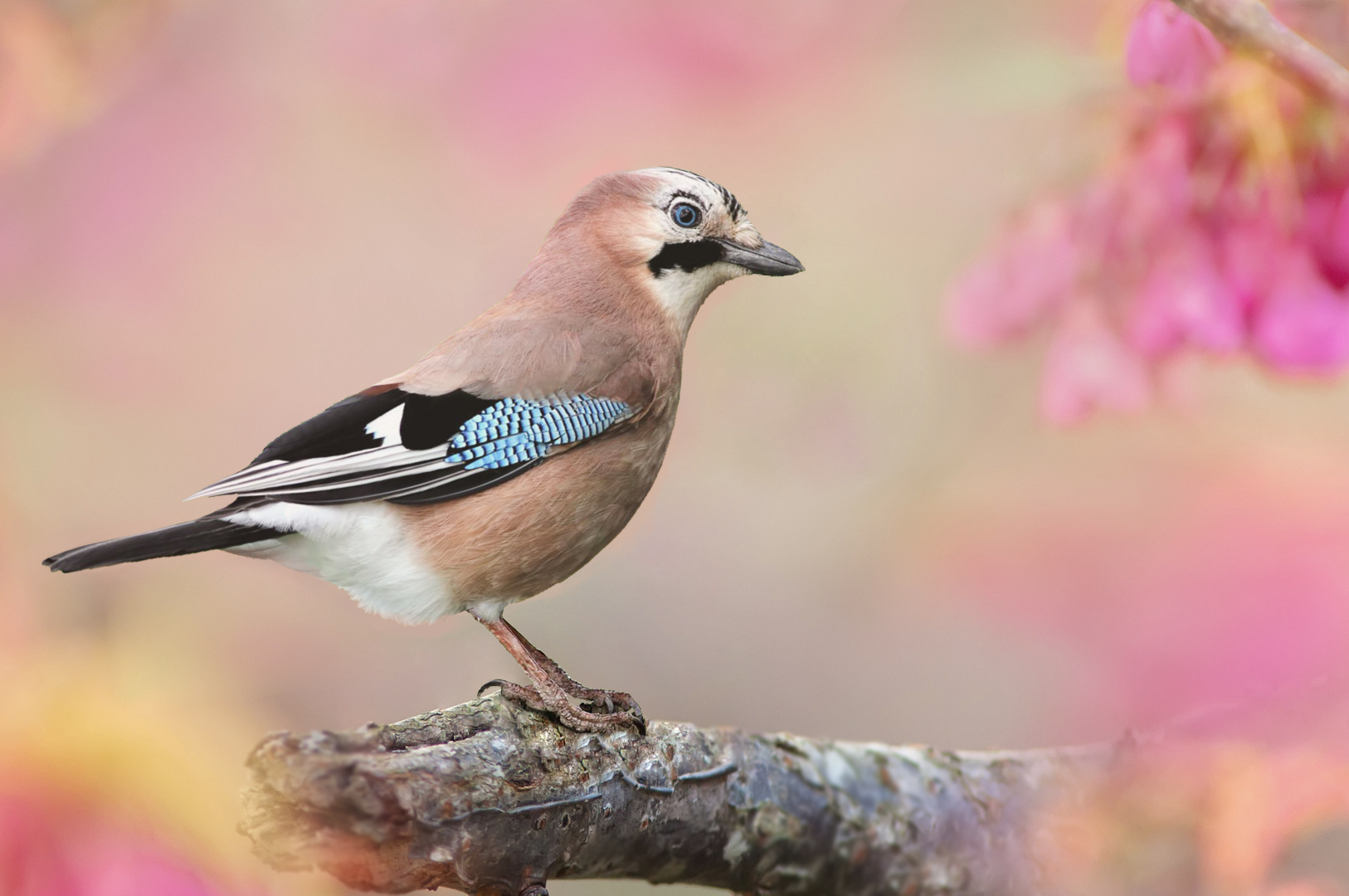 Garrulus glandarius Foto & Bild natur, tiere, vögel Bilder auf