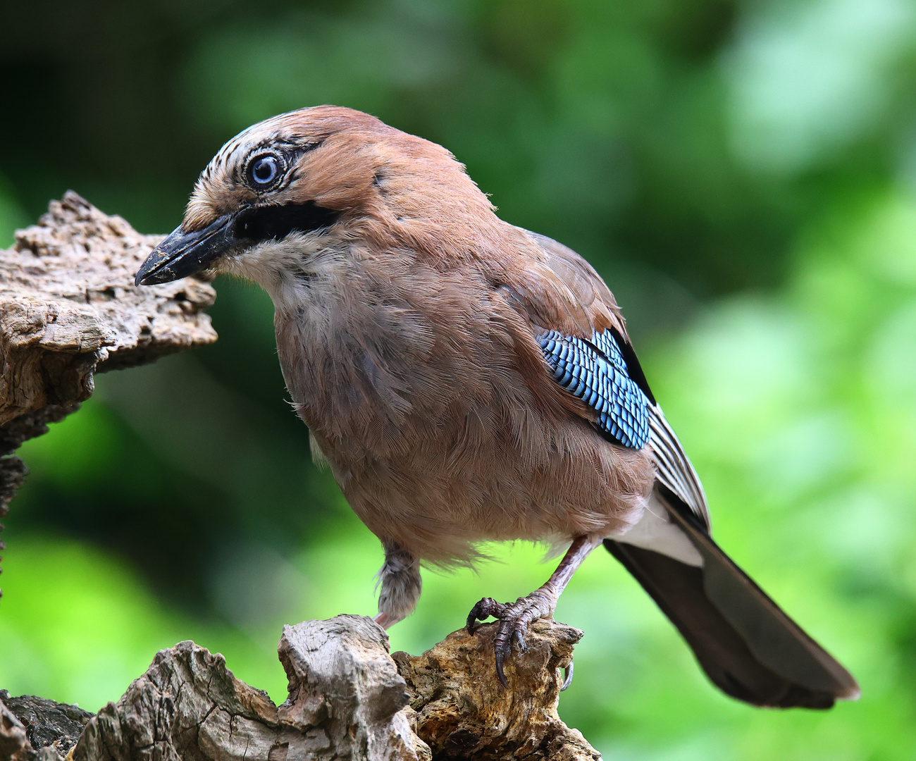 Garrulus glandarius  Eichelhäher