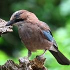 Garrulus glandarius  Eichelhäher