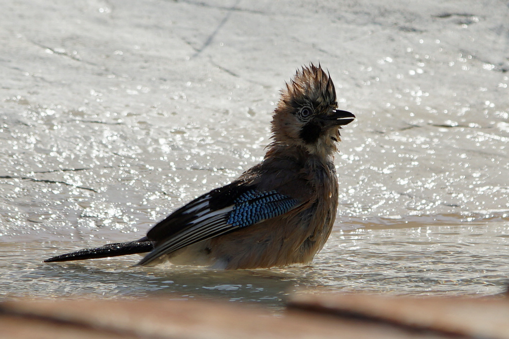 (Garrulus glandarius) Eichelhäher beim Bad