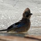 (Garrulus glandarius) Eichelhäher beim Bad