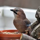 Garrulus glandarius-Eichelhäher