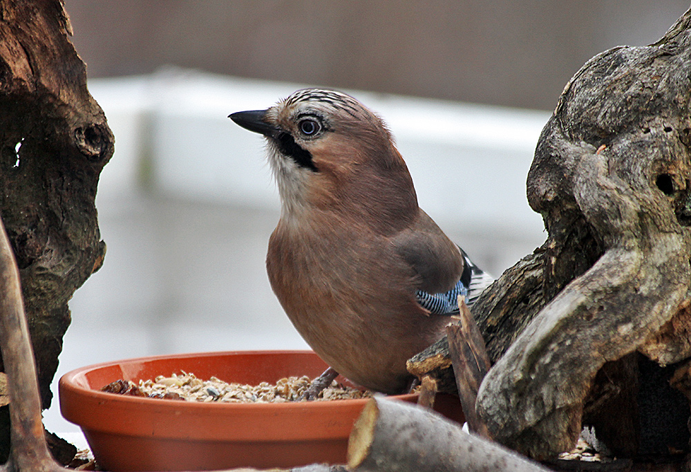 Garrulus glandarius-Eichelhäher