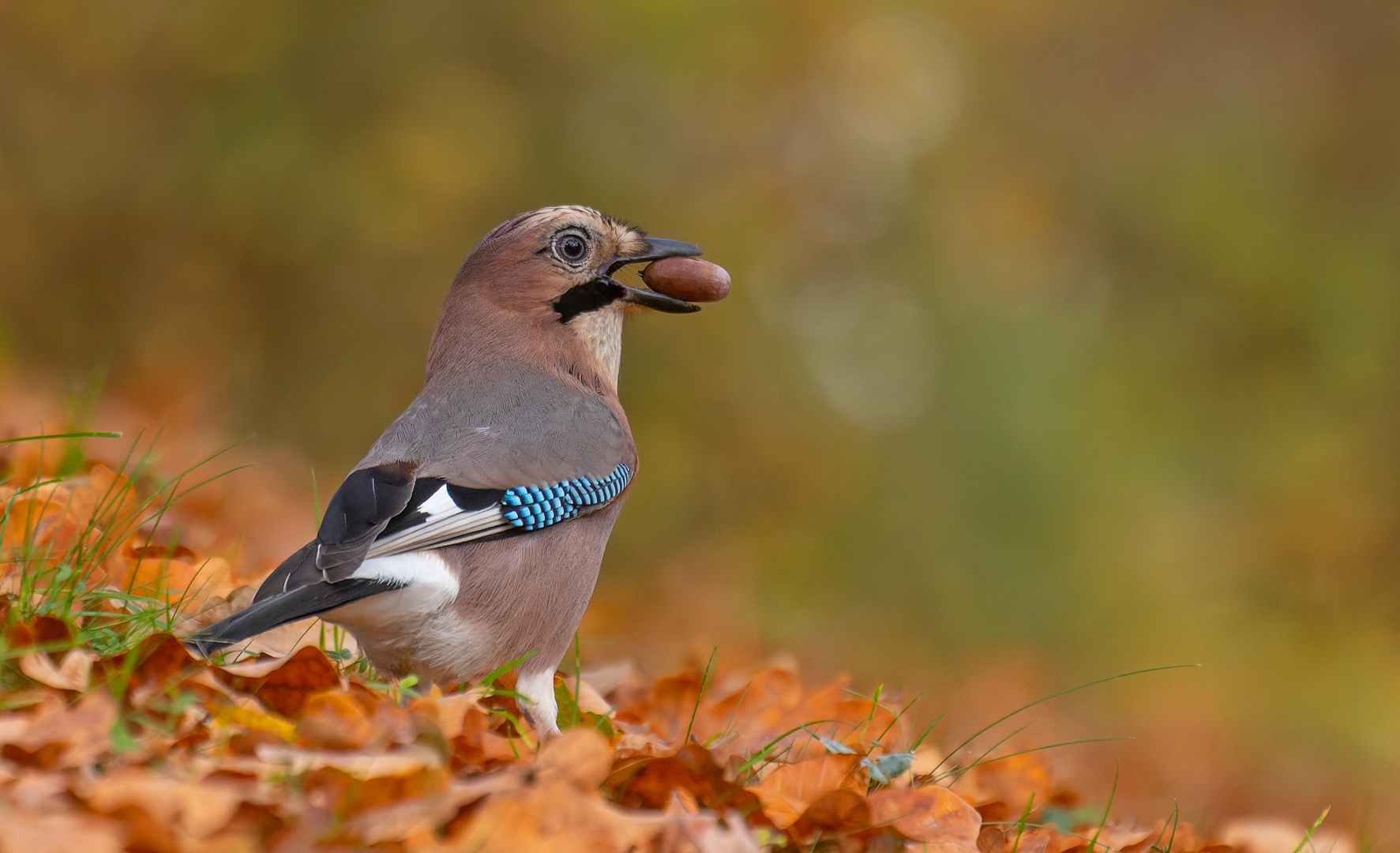 Garrulus glandarius - Eichelhäher  mit Eichel 