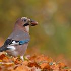 Garrulus glandarius - Eichelhäher  mit Eichel 