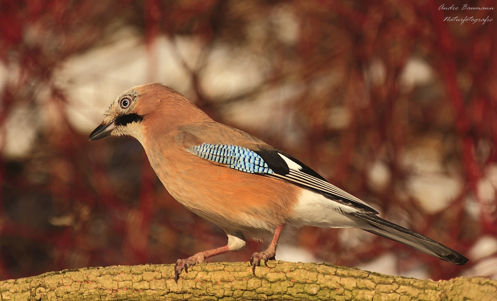 Garrulus glandarius..