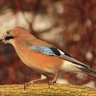 Garrulus glandarius..