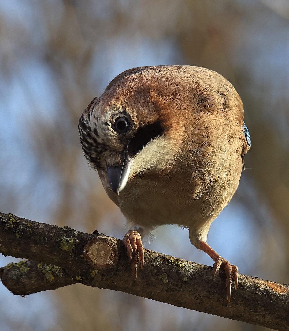 Garrulus glandarius oder Eichelhäher