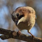 Garrulus glandarius oder Eichelhäher