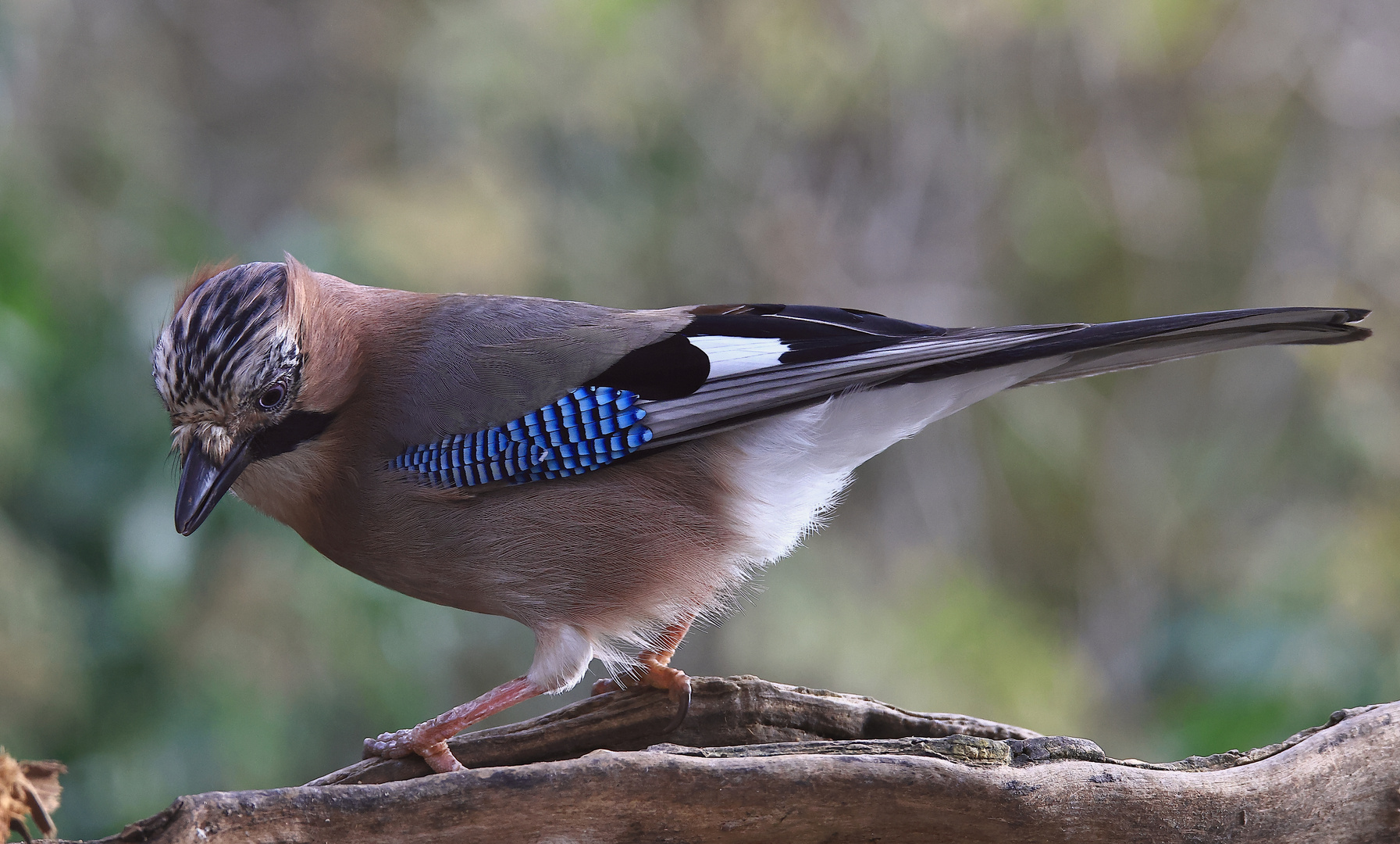 Garrulus glandarius oder Eichelhäher