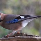 Garrulus glandarius oder Eichelhäher