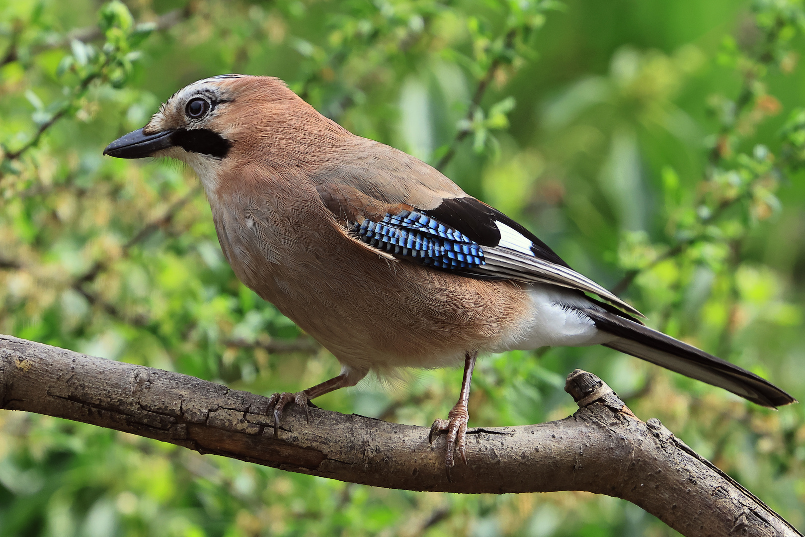 Garrulus glandarius oder Eichelhäher