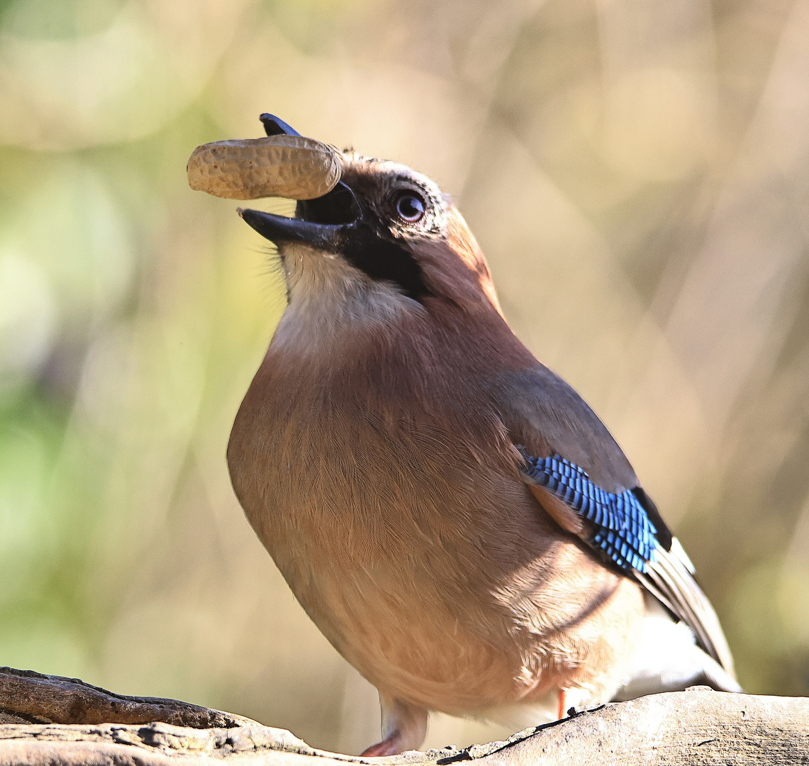 Garrulus glandarius oder Eichelhäher