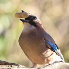 Garrulus glandarius oder Eichelhäher