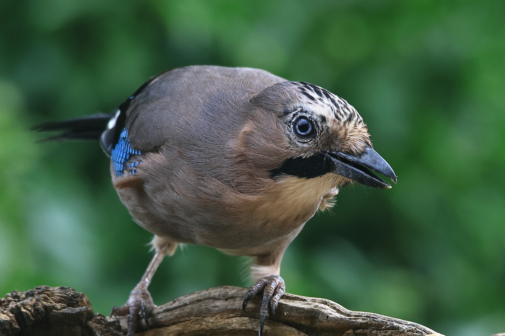 Garrulus glandarius oder Eichelhäher