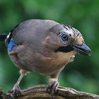 Garrulus glandarius oder Eichelhäher