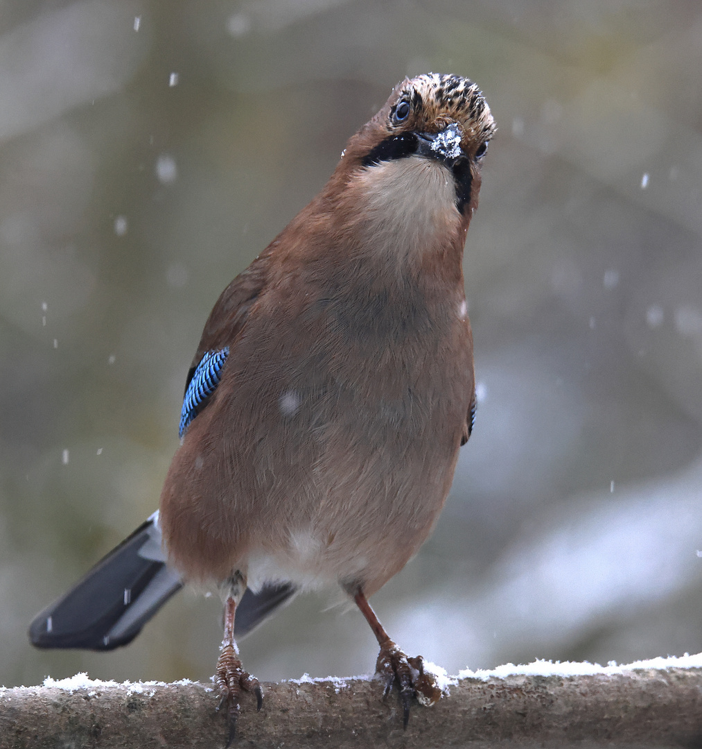 Garrulus glandarius oder Eichelhäher