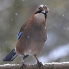 Garrulus glandarius oder Eichelhäher