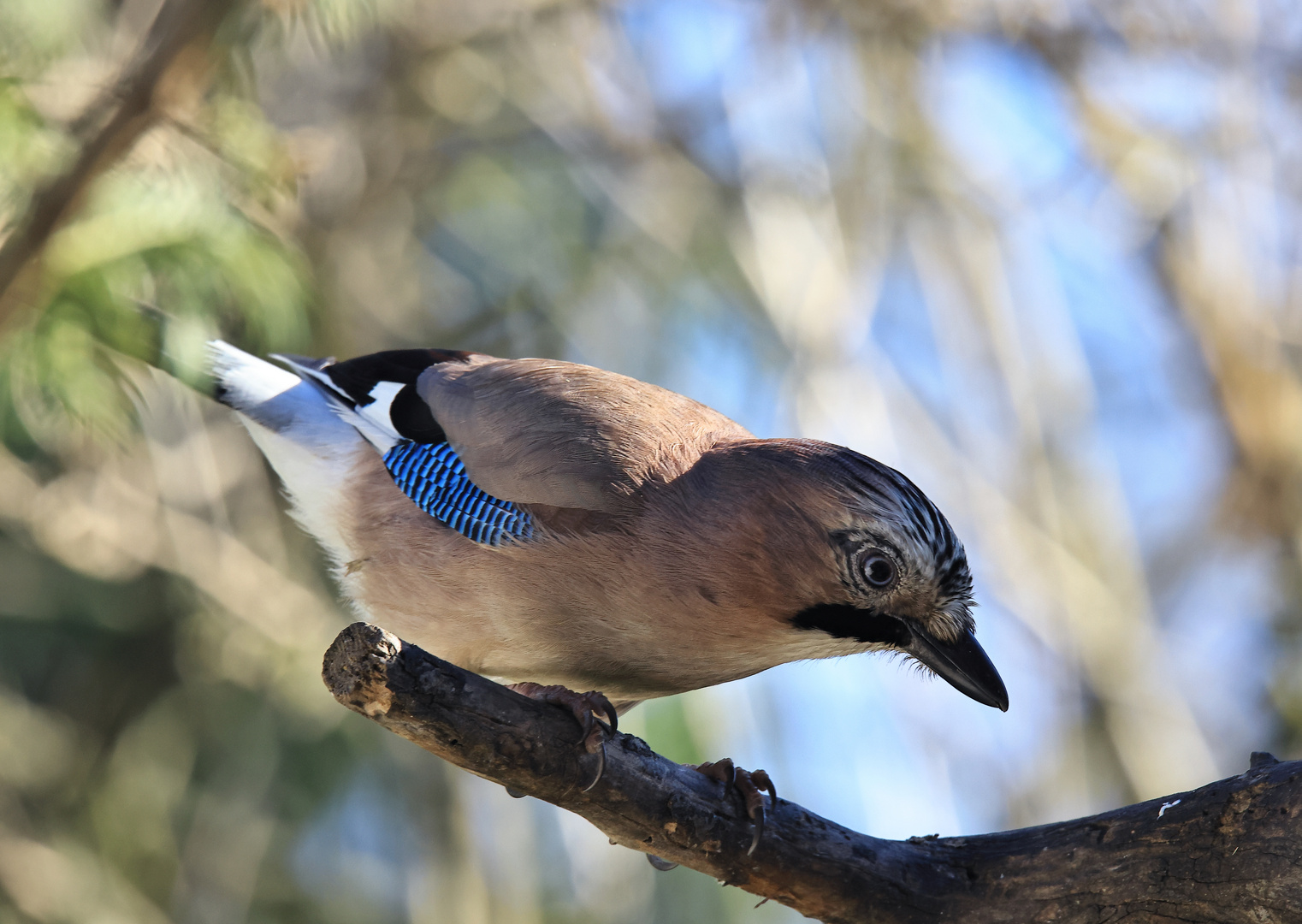 Garrulus glandarius oder Eichelhäher