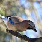 Garrulus glandarius oder Eichelhäher