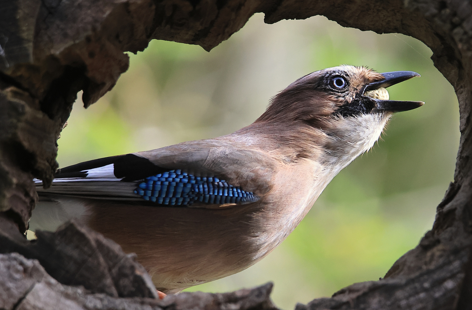 Garrulus glandarius oder Eichelhäher