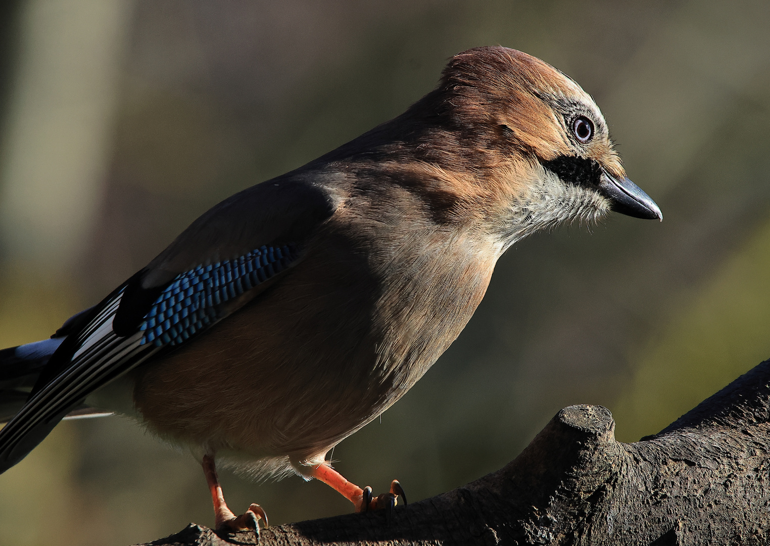 Garrulus glandarius oder Eichelhäher