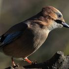 Garrulus glandarius oder Eichelhäher