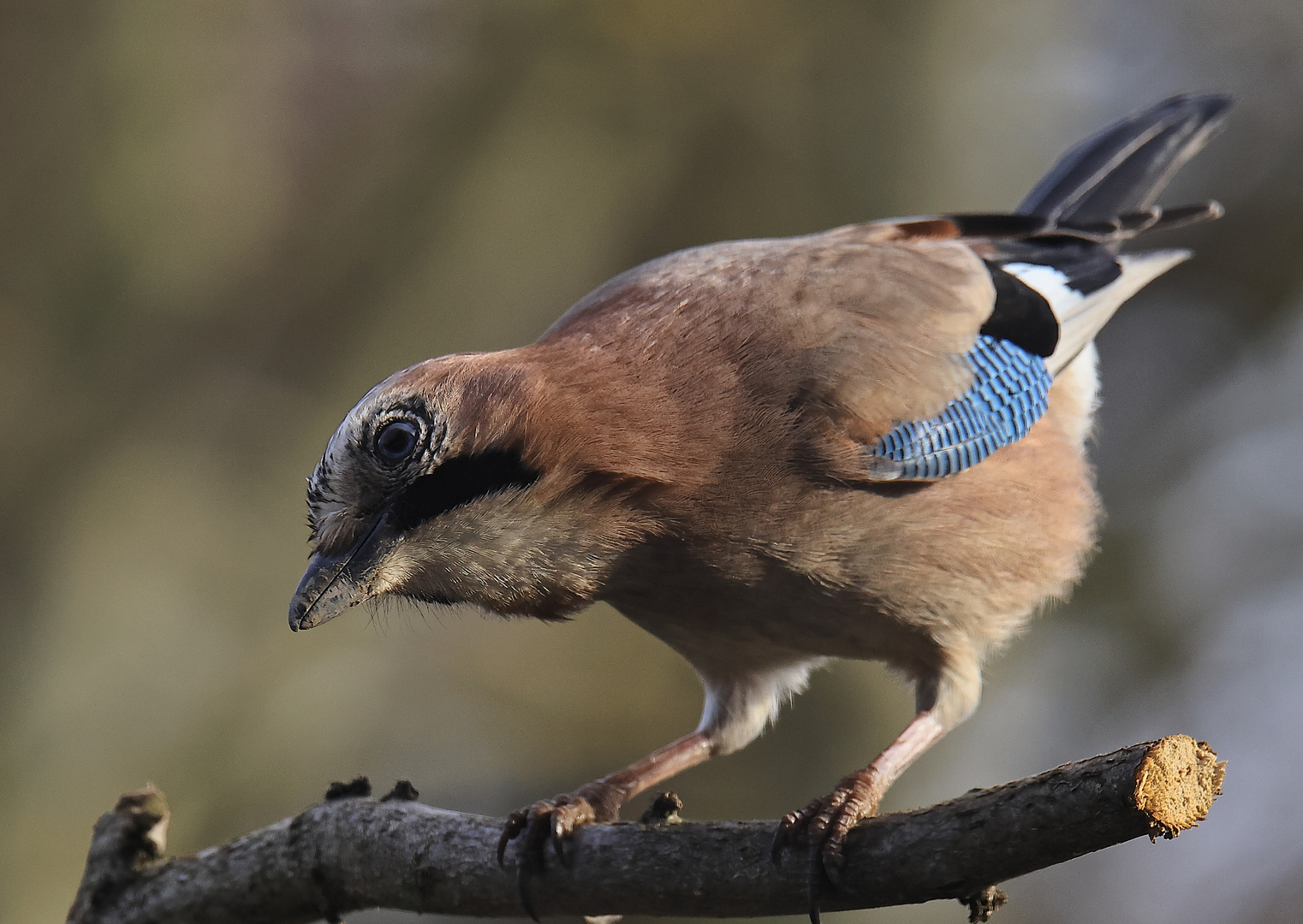 Garrulus glandarius oder Eichelhäher