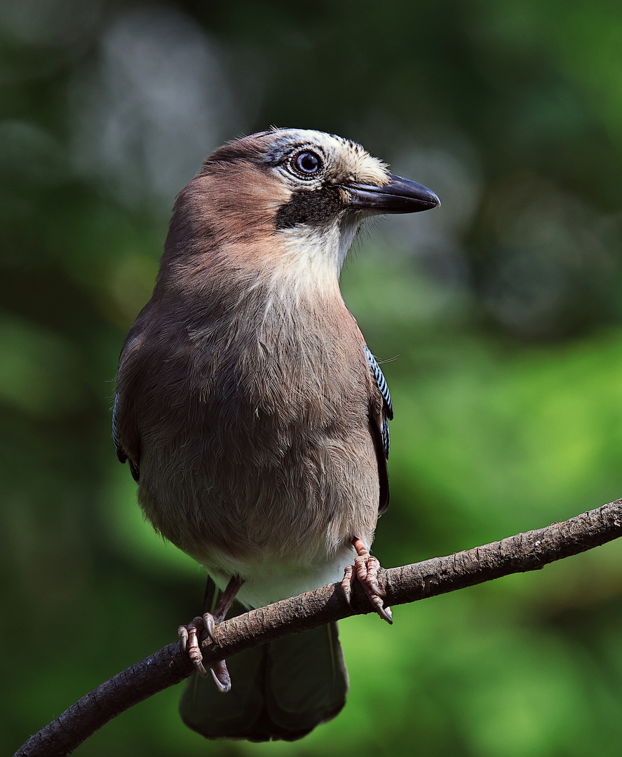 Garrulus glandarius oder Eichelhäher