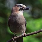 Garrulus glandarius oder Eichelhäher