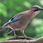 Garrulus glandarius oder Eichelhäher