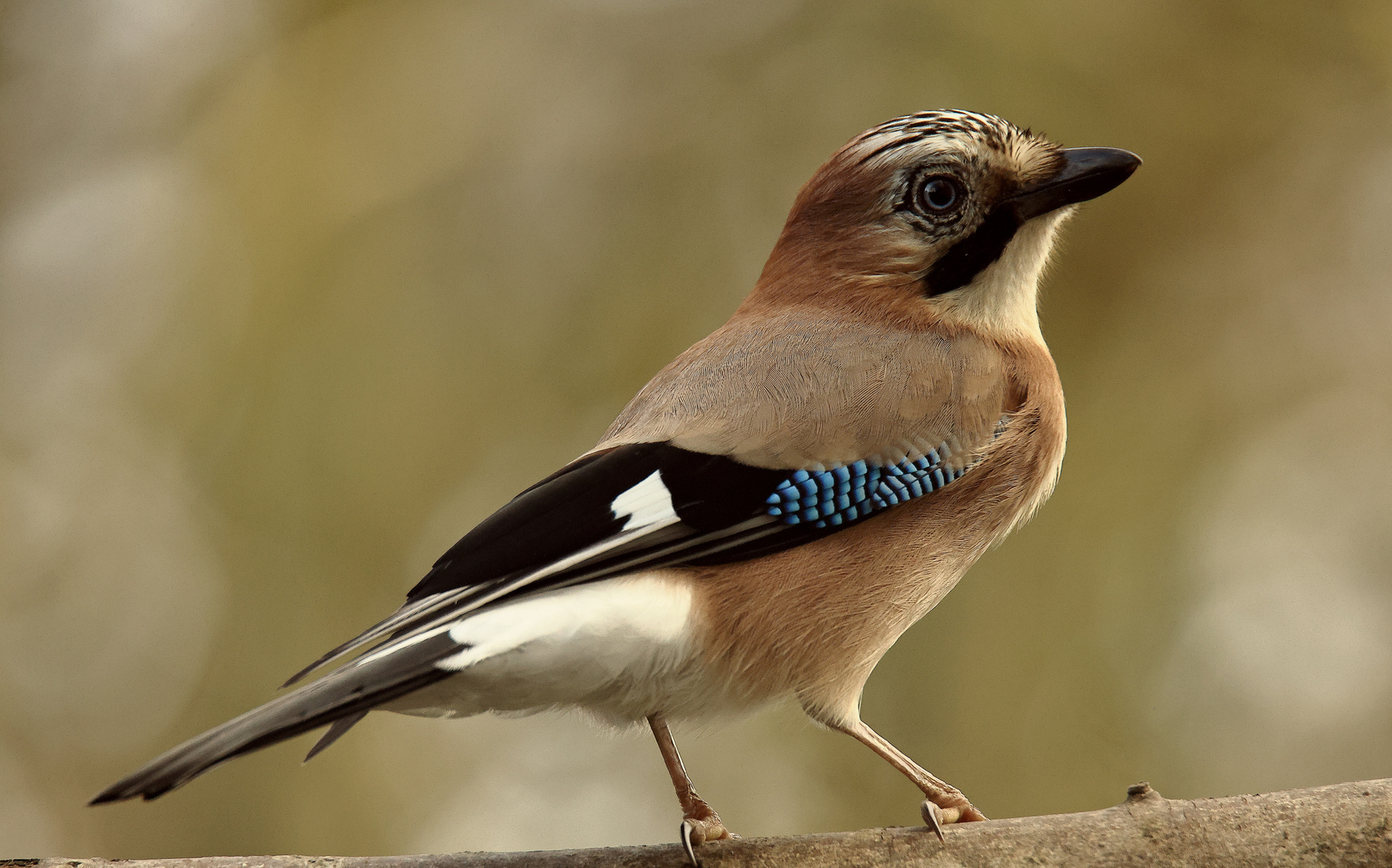 Garrulus glandarius oder Eichelhäher