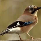 Garrulus glandarius oder Eichelhäher