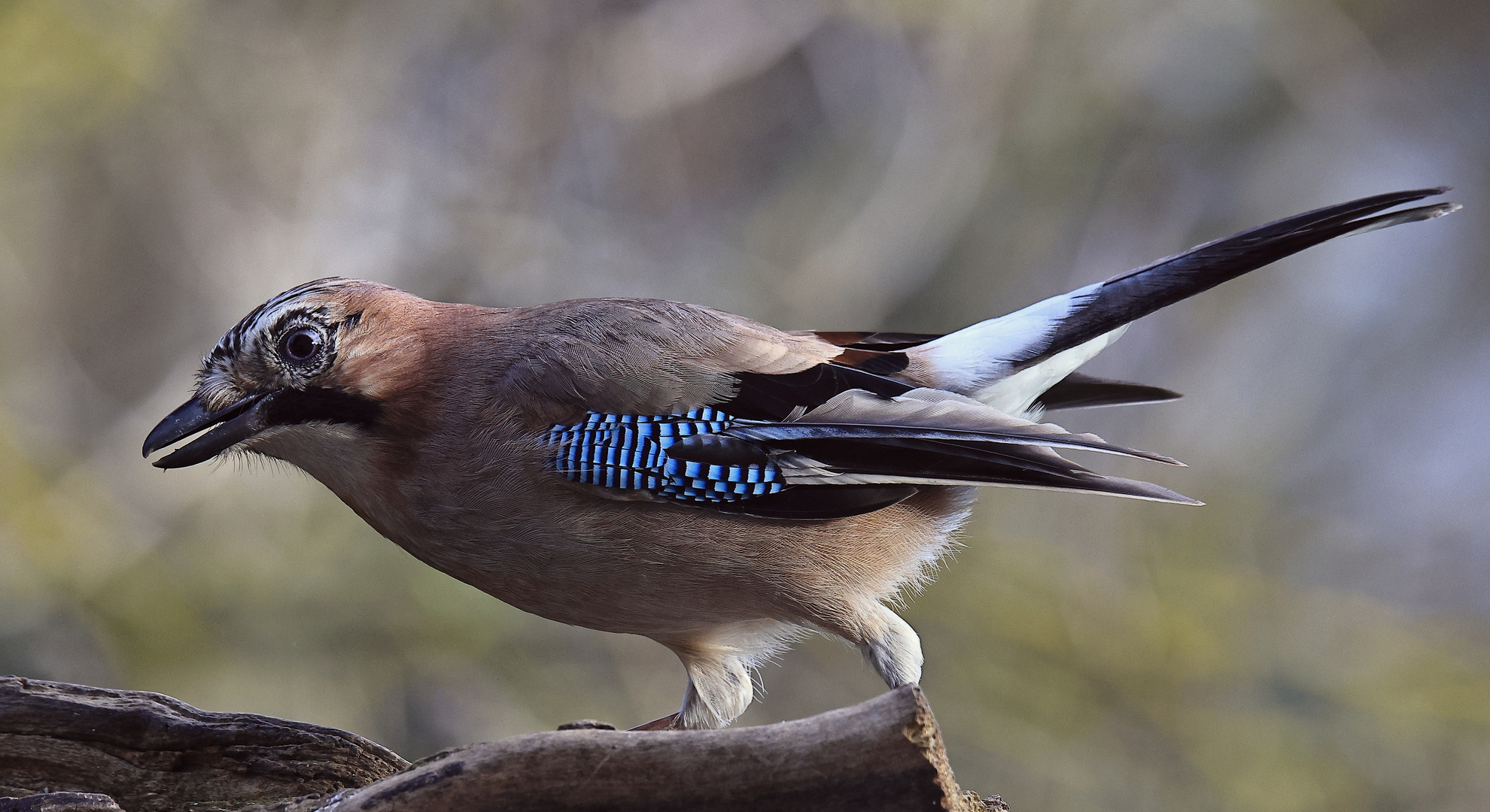 Garrulus glandarius oder Eichelhäher