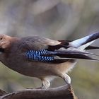 Garrulus glandarius oder Eichelhäher