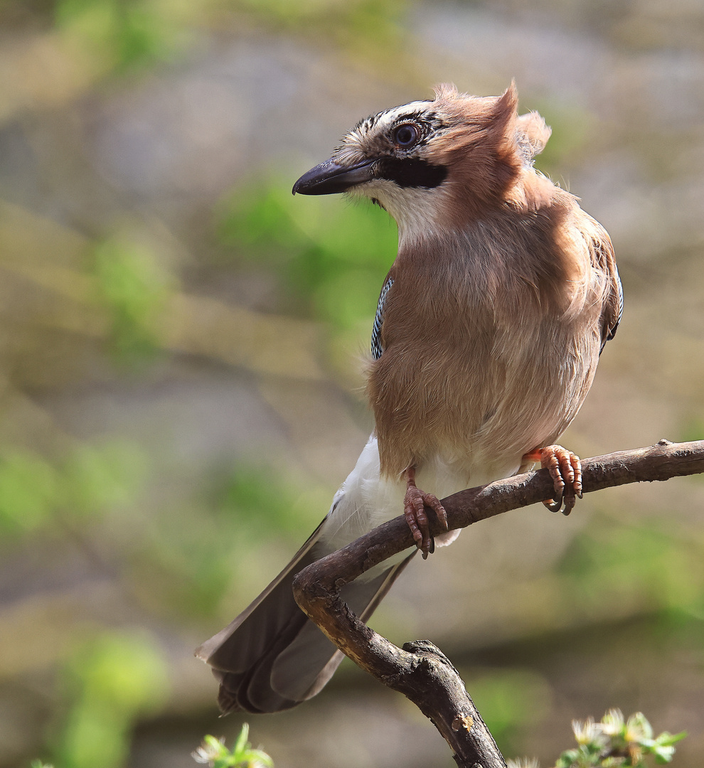 Garrulus glandarius oder Eichelhäher