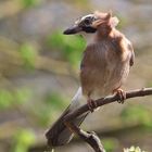 Garrulus glandarius oder Eichelhäher