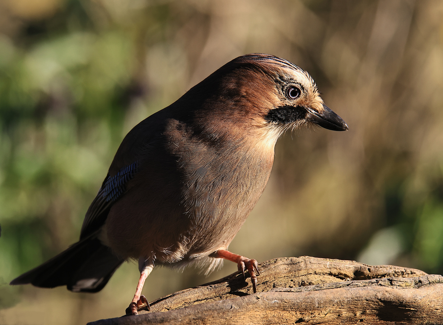 Garrulus glandarius oder Eichelhäher