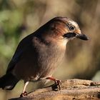 Garrulus glandarius oder Eichelhäher