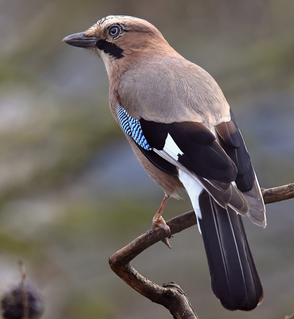 Garrulus glandarius oder Eichelhäher