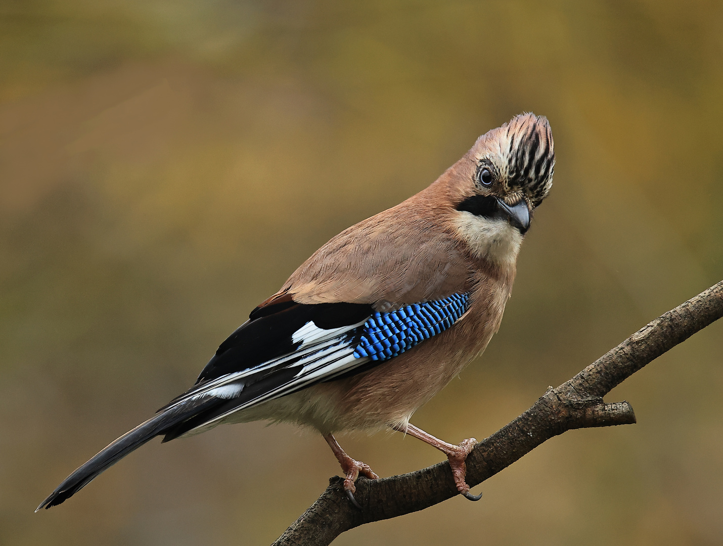 Garrulus glandarius oder Eichelhäher