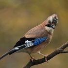 Garrulus glandarius oder Eichelhäher