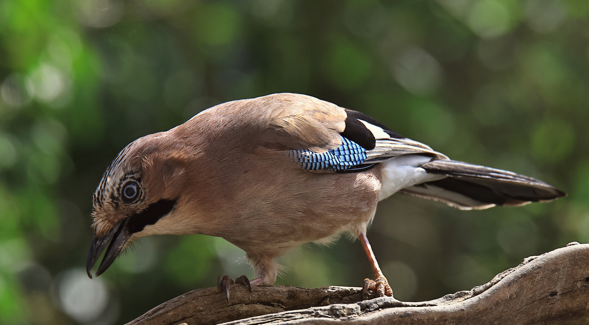 Garrulus glandarius oder Eichelhäher